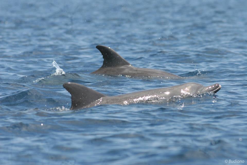 Indopacifický poddruh delfína skákavého (Tursiops aduncus) je pouze příležitostným návštěvníkem v Zátoce. Jeho pravé stanoviště výskytu jsou mělké pobřežní vody průlivu Makassar. Ve srovnání s pobřežními delfíny orcelami tuponosými (Ocreaella brevirostris), které jsou skutečnými rezidenty v Zátoce, mají delfíni skákaví některé z charakteristických rysů oceánských delfínů: mají dlouhé čelisti, velkou hřbetní ploutev, plavou rychle a často skákají a tak hravými skoky někdy následují rychlé čluny.
