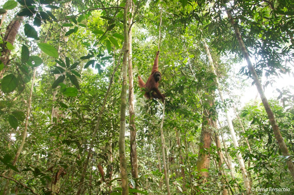 Původně (před příchodem vědců) zde v Balikpapanu žádní orangutani nebyli. Ale protože roku 1980 bylo více než 80 orangutanů bornejských zachráněno ze zajetí, tito zachránění rezatí lidoopi byli rehabilitováni a byli vypuštěni za okraj města, v oblasti lesa Sungai Wain Protection Forest, pod záštitou BOSF (Bornenian Orangutan Survival Foundation). Bohužel, někteří z nich podlehli obrovským lesním požárům v roce 1998, a někteří z nich byli přemístěni jinam. Ale ti, kteří přežili začali reprodukci a jejich potomci pomalu tvoří novou generaci Balikpapanských orangutanů. Nyní, o 14 let později, jsou OHROŽENI pomalu k zániku podruhé. Tentokrát ne kvůli požárům, ale kvůli rozšíření Kariangau - průmyslové oblasti nedaleko od jejich zbývajícího stanoviště mezi pobřežími Balikpapanského zálivu a západní hranice Sungai Wain Protection Forest. 