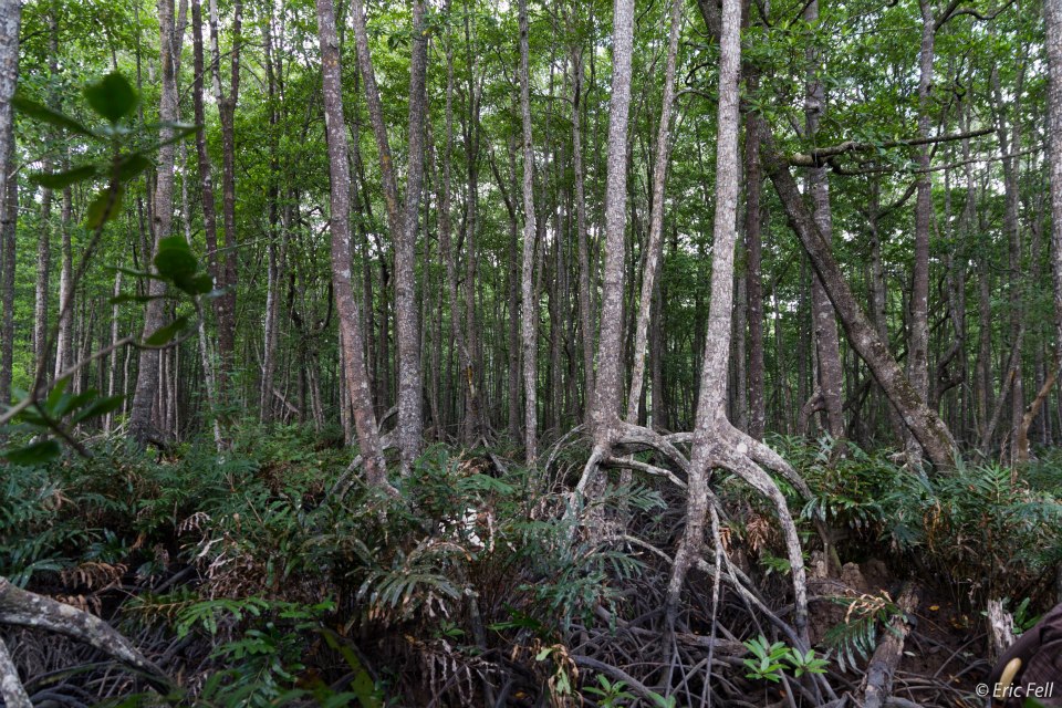 Interiér primárních mangrovů Balikpapanského zálivu. Ty jsou velmi odlišné od nízkých a neproniknutelně hustých křovin sekundárních mangrovových hájů podél narušeného pobřeží v blízkosti městských oblastí. Tyto primární mangrovy jsou vzrostlé lesy, s robustními stromy, které mohou vyrůst více než 20 metrů do výšky, kde tvoří koruny uzavřený baldachýn nad spíše otevřenou vegetací na zemi - relativně solidní bažinou a silnými tlustými kořeny stromů, přes které lze relativně snadno chodit.