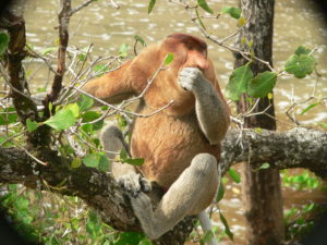 Kahau nosatý - samec krmící se na mangrovníku
