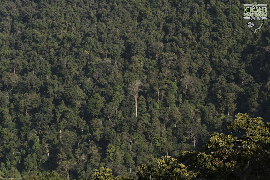 Primarní prales v Tanah Karo
